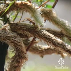 Humata - Rabbit's Foot Fern -Outdoor Garden Care apo humata fern aerial roots close