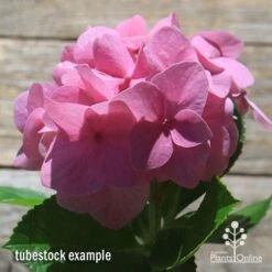 Hydrangea Alpengluhen -Outdoor Garden Care apo hydrangea alpengluhen flower