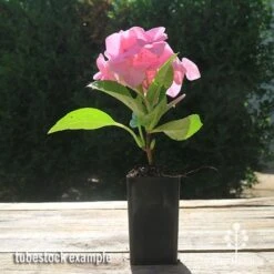 Hydrangea Alpengluhen -Outdoor Garden Care apo hydrangea alpengluhen tubestock