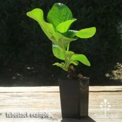 Hydrangea Assorted 11 Hydrangea Assorted -Outdoor Garden Care apo hydrangea macrophylla tubestock