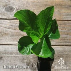 Outdoor Garden Care -Outdoor Garden Care apo hydrangea macrophylla tubestock top