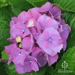 Hydrangea Assorted 13 Hydrangea Assorted -Outdoor Garden Care apo hydrangea purple nursery