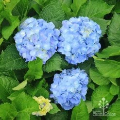 Hydrangea Assorted 15 Hydrangea Assorted -Outdoor Garden Care apo hydrangeas nursery