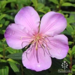 Tibouchina Illusion 30 Tibouchina Illusion -Outdoor Garden Care apo illusion pink