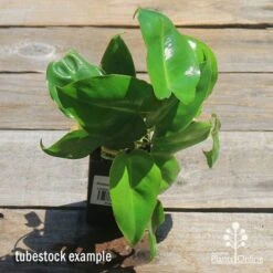 Philodendron Imbe 15 Philodendron Imbe -Outdoor Garden Care apo imbe philodendron tubestock top