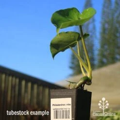 Philodendron Imbe 11 Philodendron Imbe -Outdoor Garden Care apo imbe tubestock blue sky