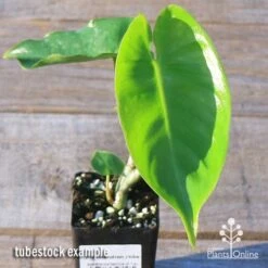 Philodendron Imbe 12 Philodendron Imbe -Outdoor Garden Care apo imbe tubestock fresh leaf