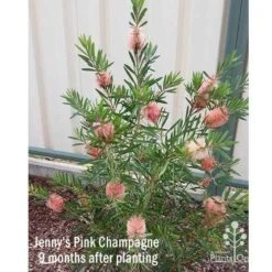 Callistemon Pink Champagne 19 Callistemon Pink Champagne -Outdoor Garden Care apo jennys pink champagne