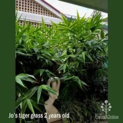 Tiger Grass - Thysanolaena -Outdoor Garden Care apo jo battersby tiger grass