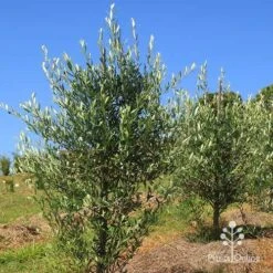 Olive Kalamata 7 Olive Kalamata -Outdoor Garden Care apo kalamata olives nursery