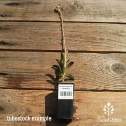 Kalanchoe Tomentosa – Panda Plant - Succulent 13 Kalanchoe Tomentosa – Panda Plant - Succulent -Outdoor Garden Care apo kalanchoe panda plant large size 1