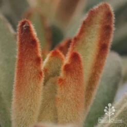 Kalanchoe Tomentosa – Panda Plant - Succulent 18 Kalanchoe Tomentosa – Panda Plant - Succulent -Outdoor Garden Care apo kalanchoe tomentosa furry
