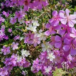 Tibouchina Illusion 21 Tibouchina Illusion -Outdoor Garden Care apo kims illusion flowers