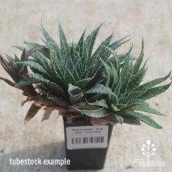 Aloe Aristata - Lace Aloe - Succulent -Outdoor Garden Care apo lace aloe tubestock side