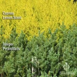 Cupressus Lemon Scent - Lemon Cypress 15 Cupressus Lemon Scent - Lemon Cypress -Outdoor Garden Care apo lemon cypress juniper pyramidalis
