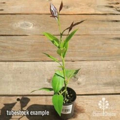 Citrus - Lemon Eureka -Outdoor Garden Care apo lemon eureka tubestock top