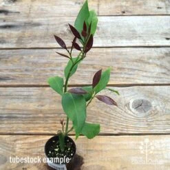 Citrus - Lemon Lisbon 14 Citrus - Lemon Lisbon -Outdoor Garden Care apo lemon lisbon tubestock new leaf colour