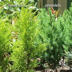 Cupressus Lemon Scent - Lemon Cypress 16 Cupressus Lemon Scent - Lemon Cypress -Outdoor Garden Care apo lemon scent pyramidalis compare 1