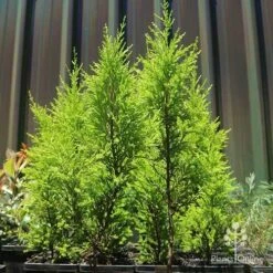 Cupressus Lemon Scent - Lemon Cypress 13 Cupressus Lemon Scent - Lemon Cypress -Outdoor Garden Care apo lemon scent small trees