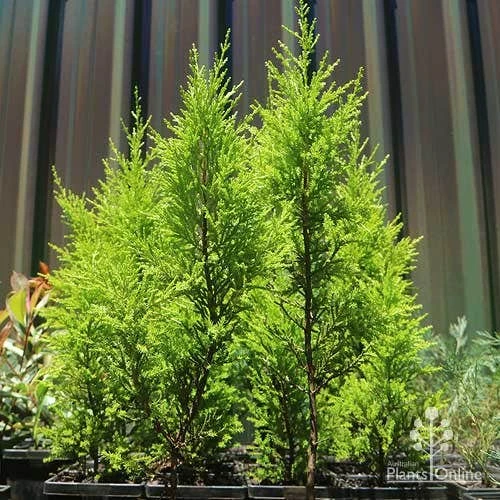 Cupressus Lemon Scent - Lemon Cypress 5 Cupressus Lemon Scent - Lemon Cypress - Image 5