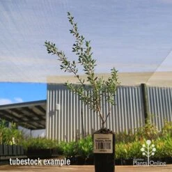 Leptospermum Seclusion - Tea Tree -Outdoor Garden Care apo leptospermum seclusion tubestock
