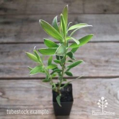 Leucadendron Gold Strike -Outdoor Garden Care apo leucadendron gold strike tubestock2