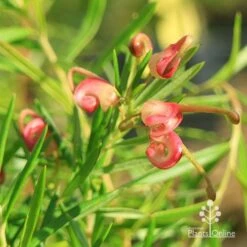 Grevillea Liliane -Outdoor Garden Care apo liliane flower close