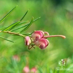 Grevillea Liliane -Outdoor Garden Care apo liliane flower closeup
