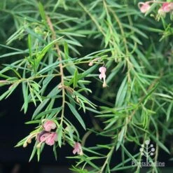 Grevillea Liliane -Outdoor Garden Care apo liliane weeping