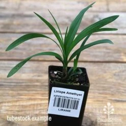 Liriope Amethyst -Outdoor Garden Care apo liriope amethyst tubestock