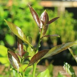 Citrus - Lemon Lisbon 17 Citrus - Lemon Lisbon -Outdoor Garden Care apo lisbon lemon new leaf colour