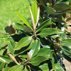 Magnolia Little Gem -Outdoor Garden Care apo little gem new leaves