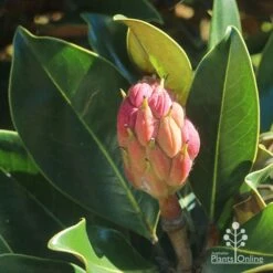 Magnolia Little Gem -Outdoor Garden Care apo little gem seedcone forming