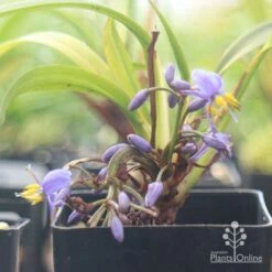 Dianella Little Jess 14 Dianella Little Jess -Outdoor Garden Care apo little jess flower closeup