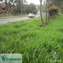 Dianella Little Jess 15 Dianella Little Jess -Outdoor Garden Care apo little jess median ozbreed