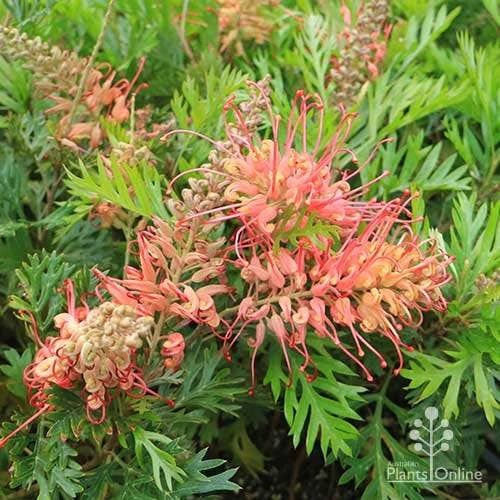 Grevillea Little Robyn 10 Grevillea Little Robyn - Image 10