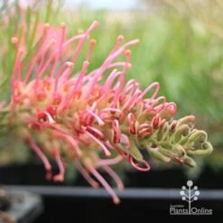 Grevillea Lollypops -Outdoor Garden Care apo lollypops flower