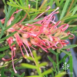 Grevillea Lollypops -Outdoor Garden Care apo lollypops grevillea