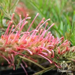 Grevillea Lollypops -Outdoor Garden Care apo lollypops grevillea flower