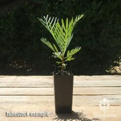 Grevillea Lollypops -Outdoor Garden Care apo lollypops grevillea tubestock