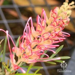 Grevillea Lollypops -Outdoor Garden Care apo lollypops opening