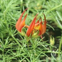 Lotus Red Flash - Parrot's Beak 13 Lotus Red Flash - Parrot's Beak -Outdoor Garden Care apo lotus