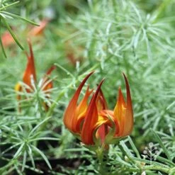 Lotus Red Flash - Parrot's Beak 15 Lotus Red Flash - Parrot's Beak -Outdoor Garden Care apo lotus flower