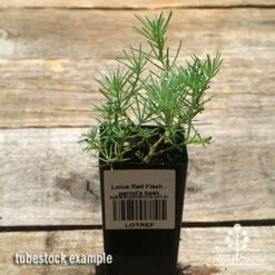 Lotus Red Flash - Parrot's Beak 10 Lotus Red Flash - Parrot's Beak -Outdoor Garden Care apo lotus tubestock top