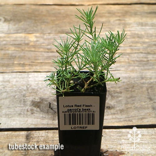 Lotus Red Flash - Parrot's Beak 3 Lotus Red Flash - Parrot's Beak - Image 3