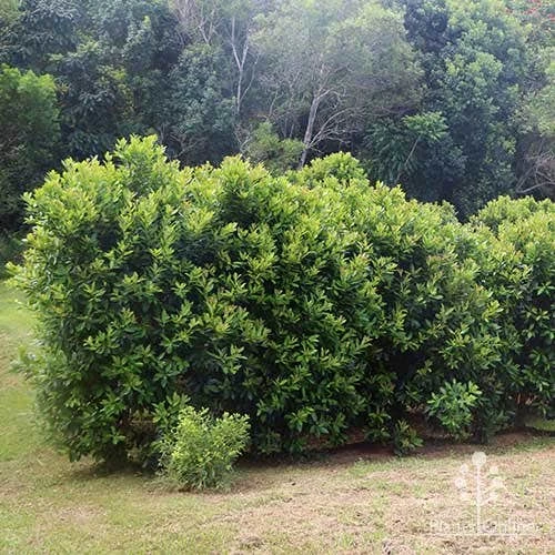 Tristaniopsis Luscious - Water Gum 16 Tristaniopsis Luscious - Water Gum - Image 16