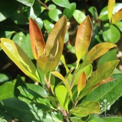 Tristaniopsis Luscious - Water Gum 24 Tristaniopsis Luscious - Water Gum -Outdoor Garden Care apo luscious new winter leaf
