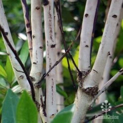 Tristaniopsis Luscious - Water Gum 34 Tristaniopsis Luscious - Water Gum -Outdoor Garden Care apo luscious trunks