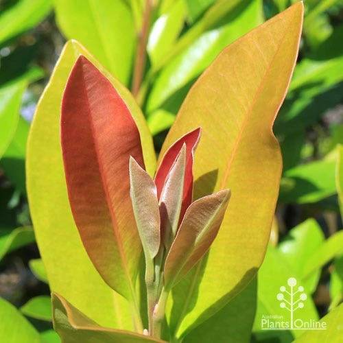 Tristaniopsis Luscious - Water Gum 2 Tristaniopsis Luscious - Water Gum - Image 2