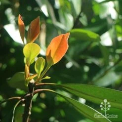 Tristaniopsis Luscious - Water Gum 21 Tristaniopsis Luscious - Water Gum -Outdoor Garden Care apo luscious winter leaf backlit